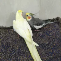 عروس هلندی دستی