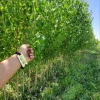 ارائه نهال سپیدار اصلاح شده فقط۱۵ تومان|خدمات باغبانی و درختکاری|ثلاث باباجانی, |دیوار