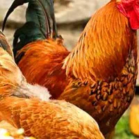 تعدادی مرغ و خروس بفروش میرسد