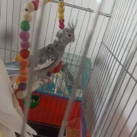 جوجه عروس هلندی|پرنده|شاهینشهر, فردوسی|دیوار