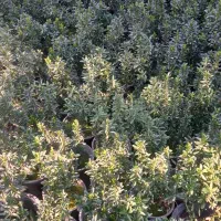 شمشاد نعنایی سبز