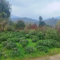 زمین 1250متر زمین سند دار با ساخت نیمه کاره