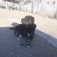 سگ .|سگ|قم, پردیسان|دیوار