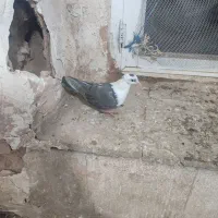 کله سفید ماده