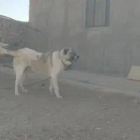 سرابی 6ماهه|سگ|تهران, لاله زار|دیوار