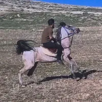 اسب|اسب و تجهیزات اسبسواری|سنندج, |دیوار