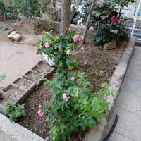 خانه اجاره ای اقبالیه خیابان رجایی کوچه کشمرزی
