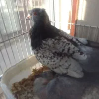 کبوترطاووسی..|پرنده|گنبد کاووس, |دیوار