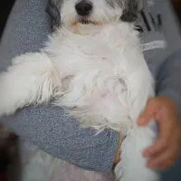 سگ شیتزو تریر ماده باهوش