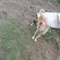 سگ نر نگهبان