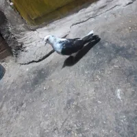 کبوتر‌سه‌عدد