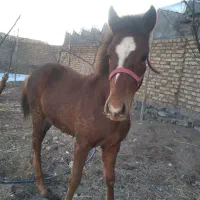 کره اسب نریان|اسب و تجهیزات اسب‌سواری|زنجان, |دیوار