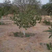 باغ میوه در دستجرد علیا بالاتر از امامزاده اباذر|فروش زمین و ملک کلنگی|قزوین, |دیوار