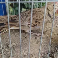 سهره خاکی ۲ساله کلام گو معاوضه با سهره|پرنده|قم, دروازه ری|دیوار