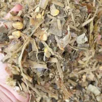 ذرت علوفه سیلو‌