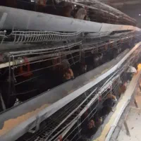 قفس تخم گذارمنبری|عمده‌فروشی|لامرد, |دیوار