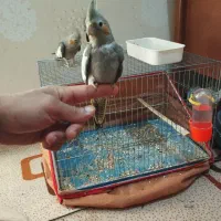 طوطی عروس هلندی|پرنده|بندر ماهشهر, |دیوار