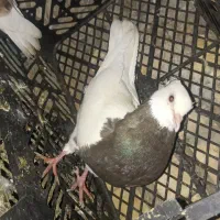 رنگی|پرنده|خرمشهر, |دیوار