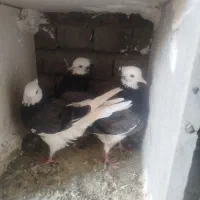 کبوتر سه تا شازده کاکولی یجا