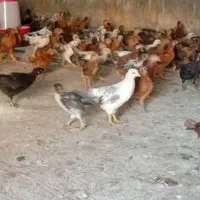 جوجەیک ماهە گلپایگان سالم درجەیک
