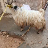 دوبر|حیوانات مزرعه|اندیکا, |دیوار