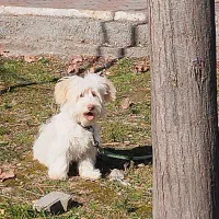 سگ پاکوتاه شیتزوبالوازم