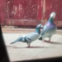 کفتر|پرنده|مشهد, شهرک مهرگان|دیوار