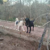 یه جفت توله نر هم بوو جوان