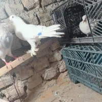 کفتر نر و ماده پرشی|پرنده|گرگان, |دیوار