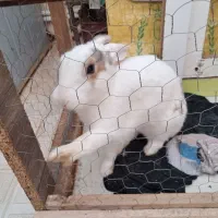 خرگوش نر.خانگی