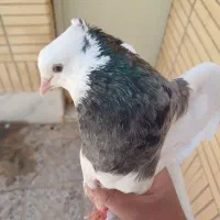طوقی نر هفت رنگ