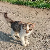 واگذار گربه برای خانواده|گربه|لوندویل, |دیوار