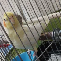 عروس هلندی نر لوتینو|پرنده|بومهن, |دیوار