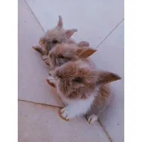 بچه خرگوش لوپ اصیلل