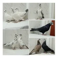 9عدد کبوتر نامبر بضمانت غریب شهرستان و پرش