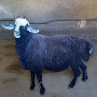 قوچ چال