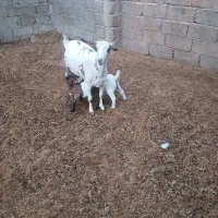 فروش بز صلاله  گل توپی دوکهری