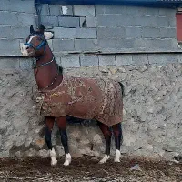 اسب سواری ۶ب۷ سال