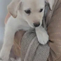 واگذاری سگ|سگ|تهران, گمرک|دیوار