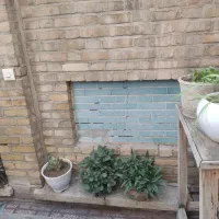 انواع گل به  قیمت مناسب|گل و گیاه طبیعی|نهاوند, |دیوار