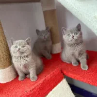 بچه گربه بریتیش رنگ لیلاک موقیعیت شیراز