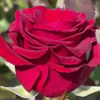 قلمه گل  رز پایه هلندی