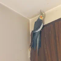 عروس هلندی|پرنده|محمدشهر, همایون ویلا|دیوار