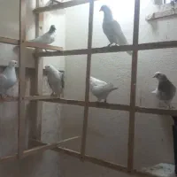 انگلیسی و پتی واله|پرنده|کرج, فاز ۵ مهرشهر|دیوار