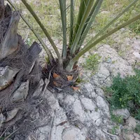 فروش پاجوش کبکاب رسیده و عالی جهت کشت