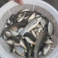 بچه ماهی آمور و کپور آزاد بیکهد|ماهی|سرخرود, |دیوار