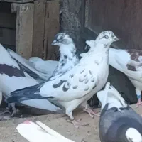 باخت رفته|حیوانات|زنجان, |دیوار