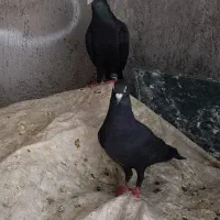 کفتر معاوضه با مرغ