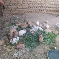 شوش دانیال
