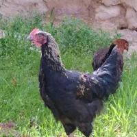 جوجه خروس و مرغ